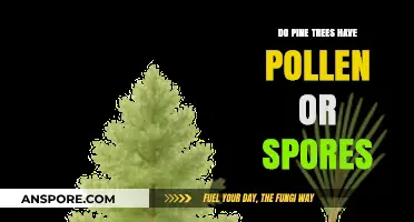 Pine Trees: Pollen Producers or Spores Carriers? Unveiling the Truth