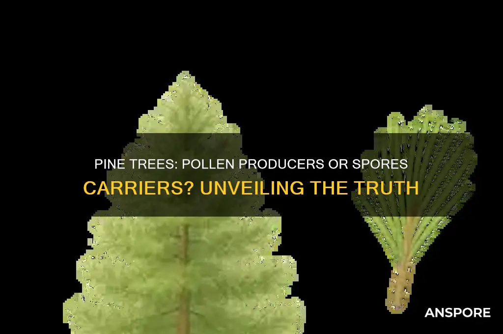 do pine trees have pollen or spores