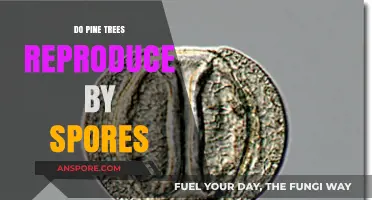 Pine Tree Reproduction: Do They Use Spores or Seeds?