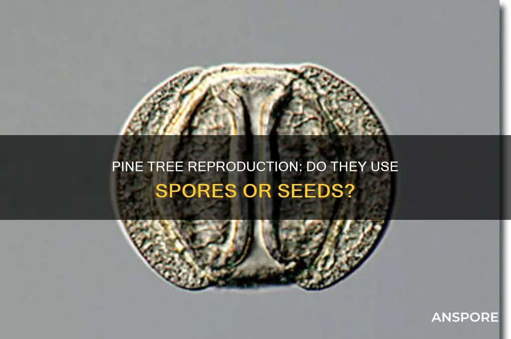 do pine trees reproduce by spores