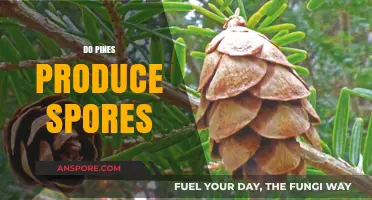 Do Pines Produce Spores? Unraveling the Mystery of Pine Reproduction