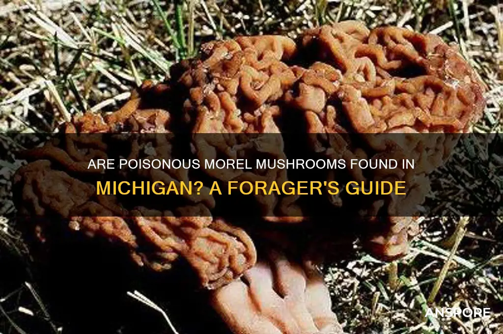 do piosonous morel mushrooms grow in michigan