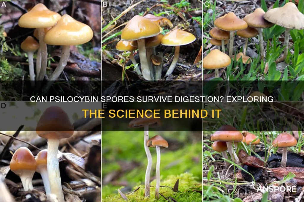 do pislocybin spores survive digestion