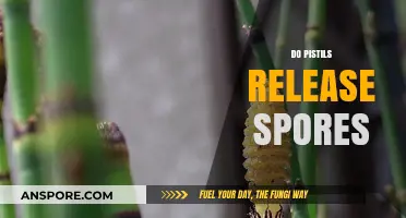 Do Pistils Release Spores? Unraveling the Mystery of Plant Reproduction