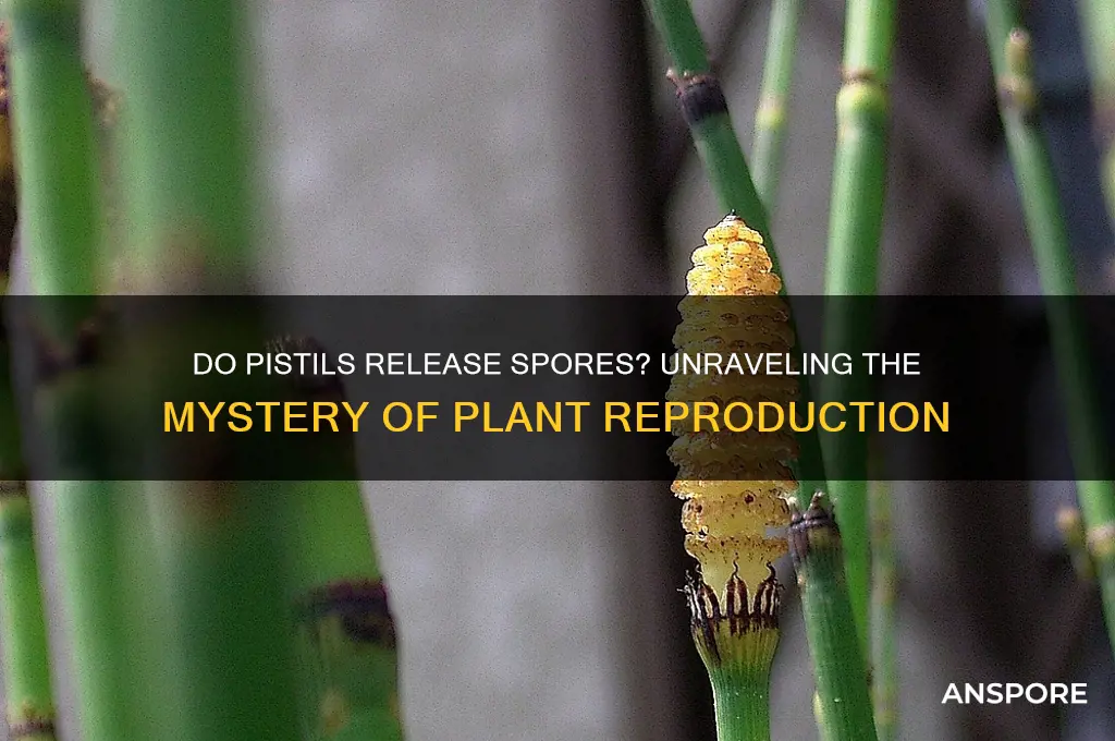 do pistils release spores