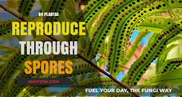 Do Plantae Reproduce Through Spores? Unveiling Botanical Reproduction Secrets