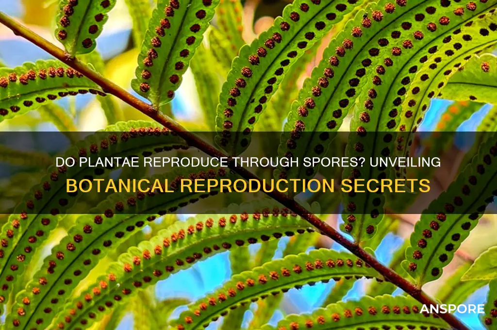 do plantae reproduce through spores