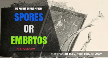 Spores vs. Embryos: Unraveling Plant Development Origins Explained