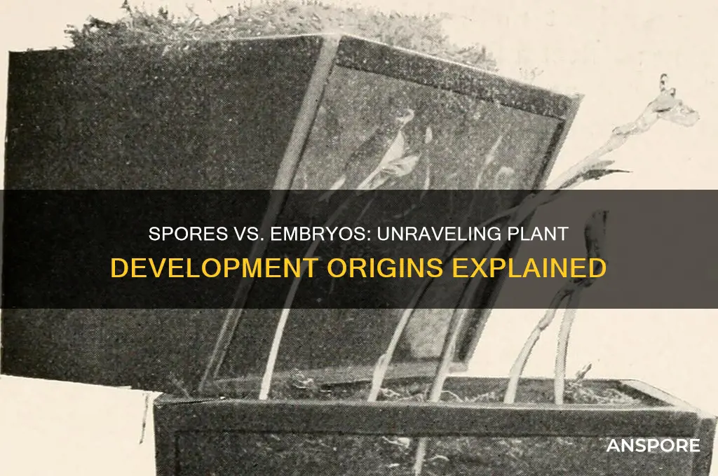 do plants develop from spores or embryos