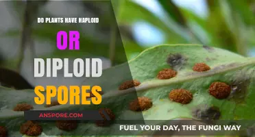 Haploid or Diploid: Unraveling the Mystery of Plant Spores