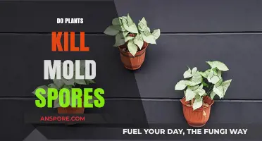 Can Plants Naturally Eliminate Mold Spores in Your Home?