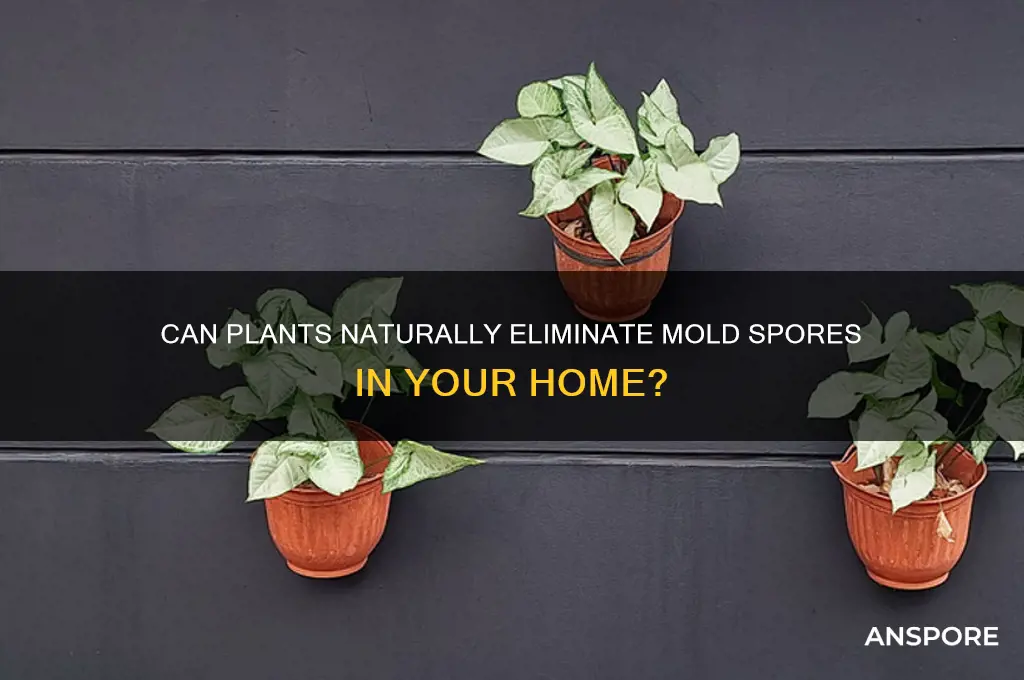 do plants kill mold spores