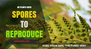 Do Plants Need Spores to Reproduce? Unveiling Botanical Reproduction Secrets