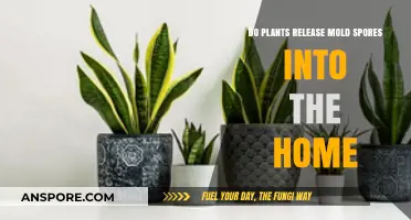 Do Houseplants Spread Mold Spores Indoors? Uncovering the Truth