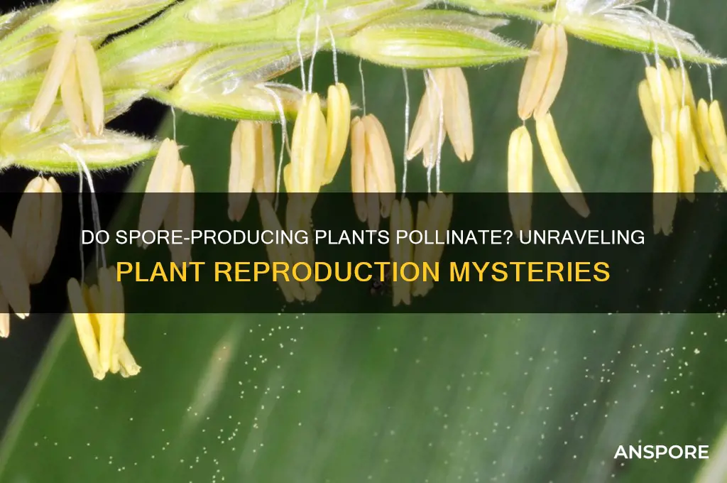 do plants that produce spores pollinate