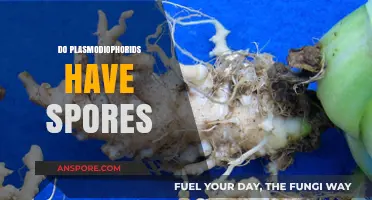 Do Plasmodiophorids Produce Spores? Unveiling Their Life Cycle Secrets