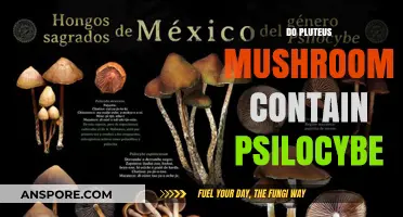 Pluteus Mushrooms: Do They Contain Psilocybe?