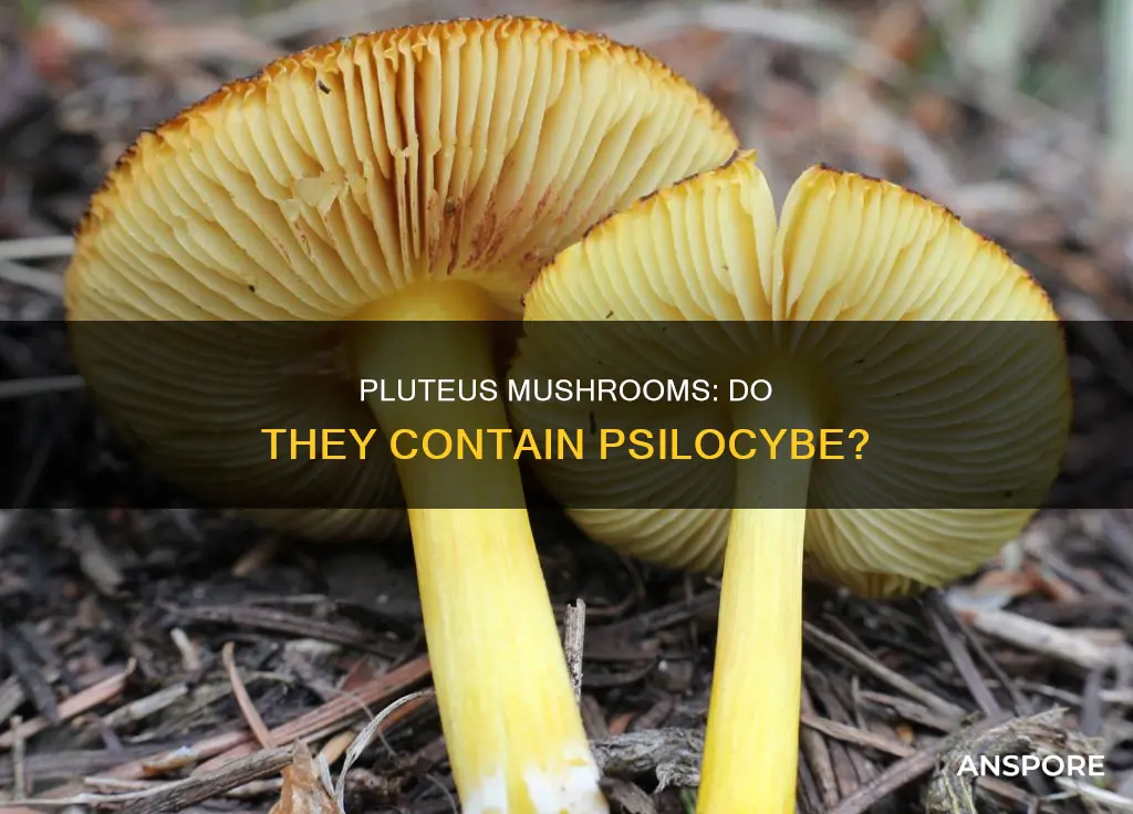 do pluteus mushrooms contain psilocybe