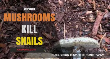 Can Poisonous Mushrooms Be Deadly to Snails? Exploring the Facts