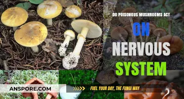 How Poisonous Mushrooms Affect the Nervous System: Risks and Symptoms