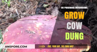 Toxic Fungi on Cow Dung: Unveiling the Truth About Poisonous Mushrooms
