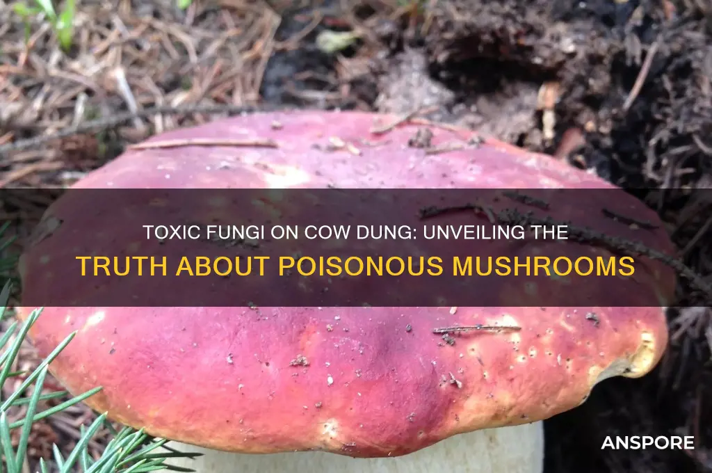 do poisonous mushrooms grow cow dung