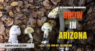 Poisonous Mushrooms in Arizona: Identifying Risks and Staying Safe
