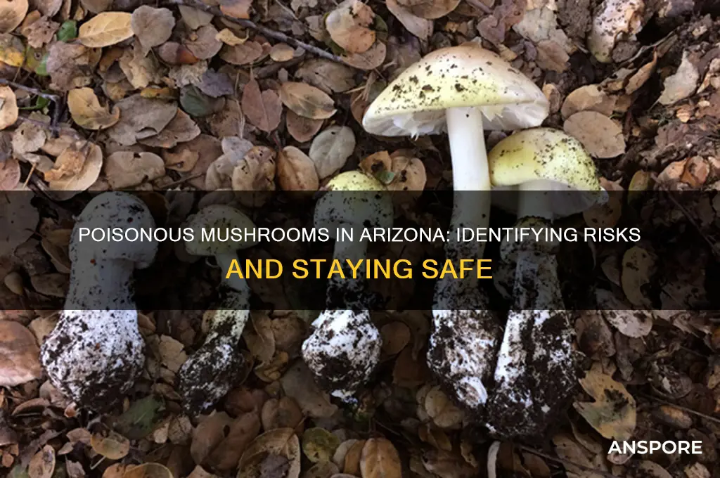 do poisonous mushrooms grow in arizona