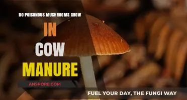 Can Poisonous Mushrooms Thrive in Cow Manure? Unveiling the Truth