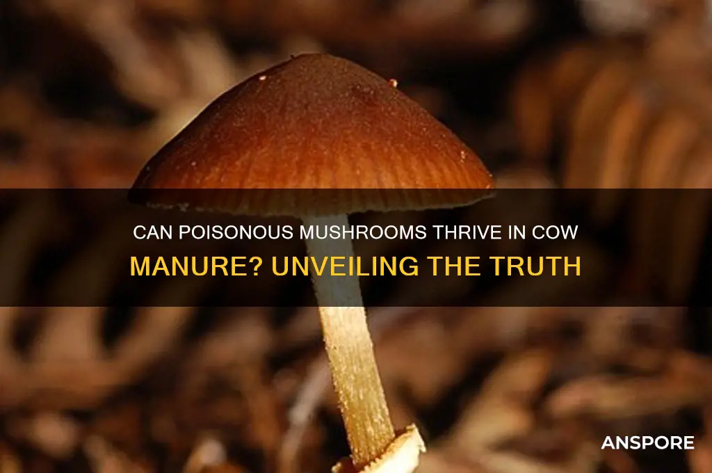 do poisonous mushrooms grow in cow manure
