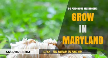 Are Poisonous Mushrooms Common in Maryland? A Forager's Guide