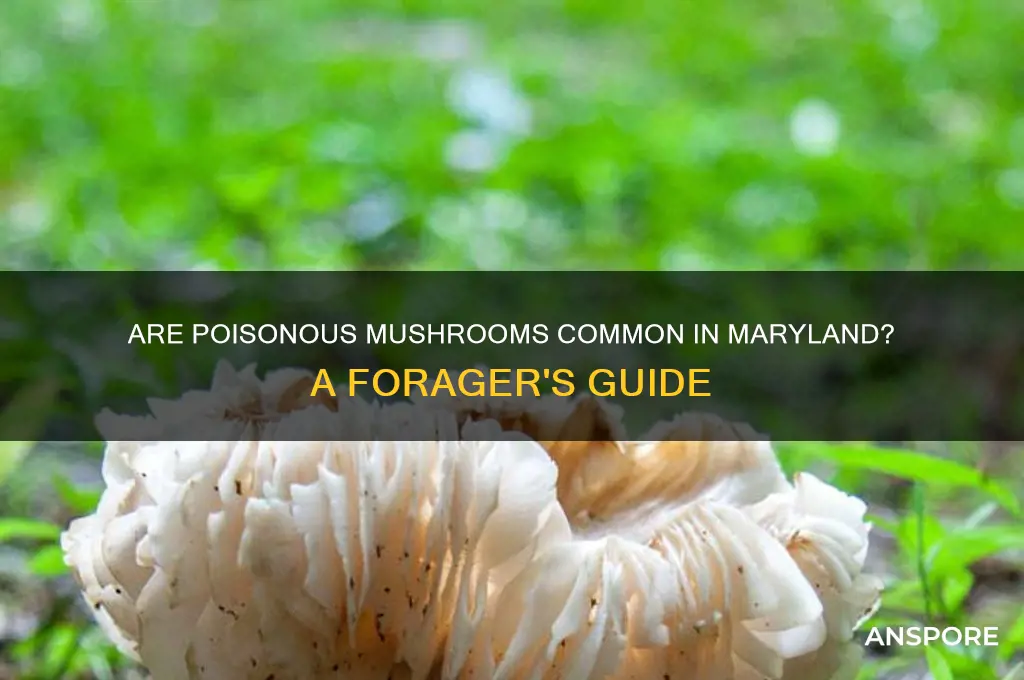 do poisonous mushrooms grow in maryland