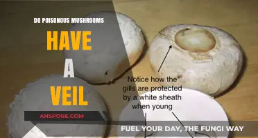 Do Poisonous Mushrooms Have a Veil? Unveiling the Truth