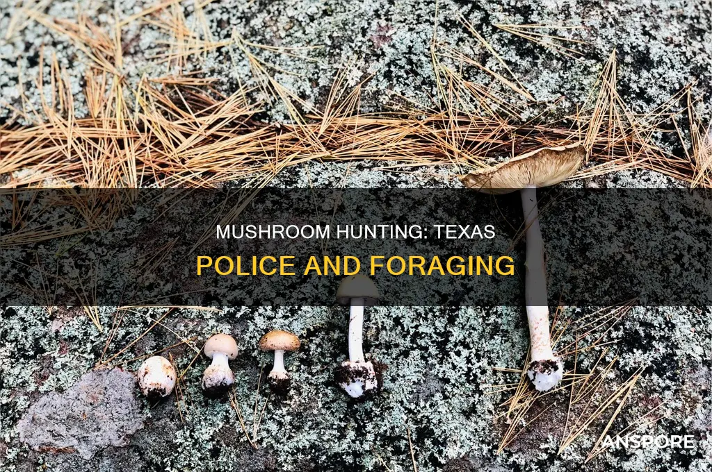do police seek out mushrooms in texas