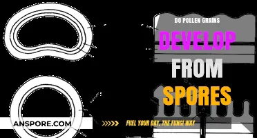 Pollen Grains vs. Spores: Unraveling Their Developmental Origins and Differences