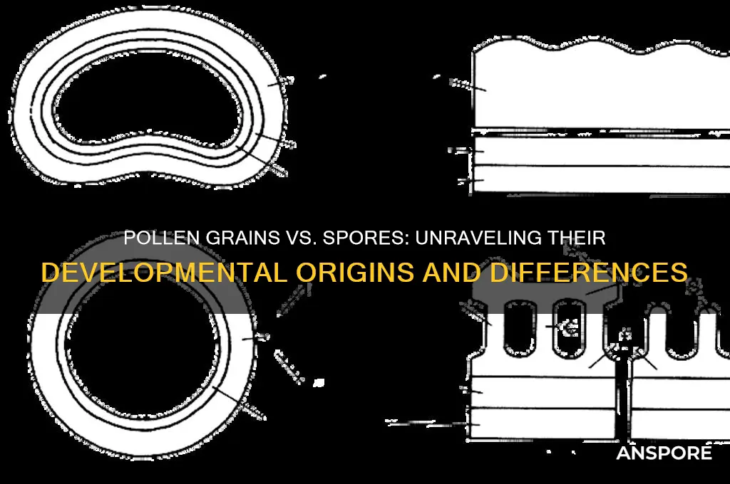 do pollen grains develop from spores