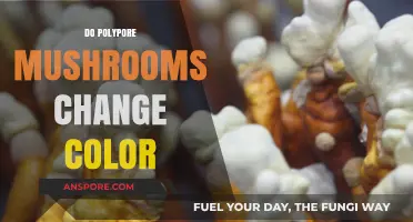 Polypore Mushrooms: Nature's Color-Changing Wonder