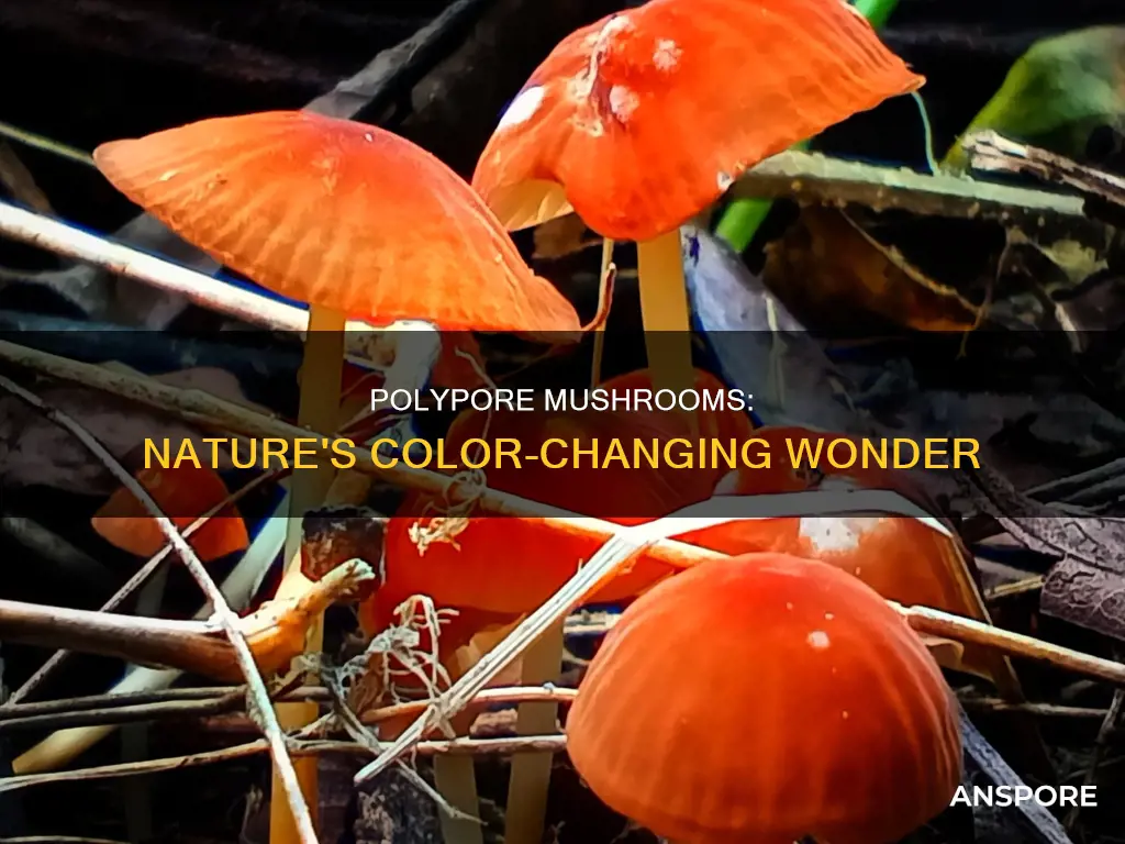 do polypore mushrooms change color