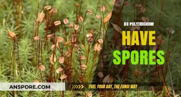 Polytrichum Moss: Understanding Their Spores and Reproduction Process