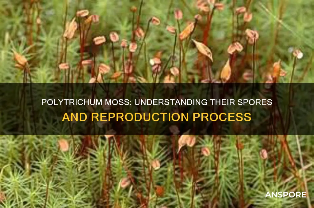 do polytrichum have spores