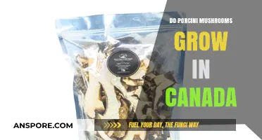 Exploring Porcini Mushrooms: Do They Thrive in Canada's Forests?