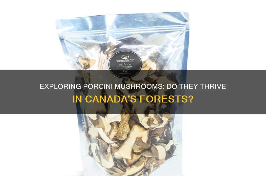do porcini mushrooms grow in canada