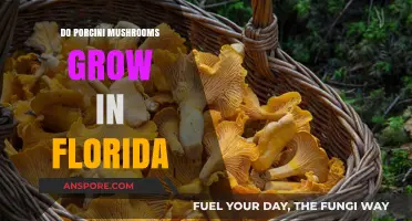 Can Porcini Mushrooms Thrive in Florida's Climate and Soil Conditions?