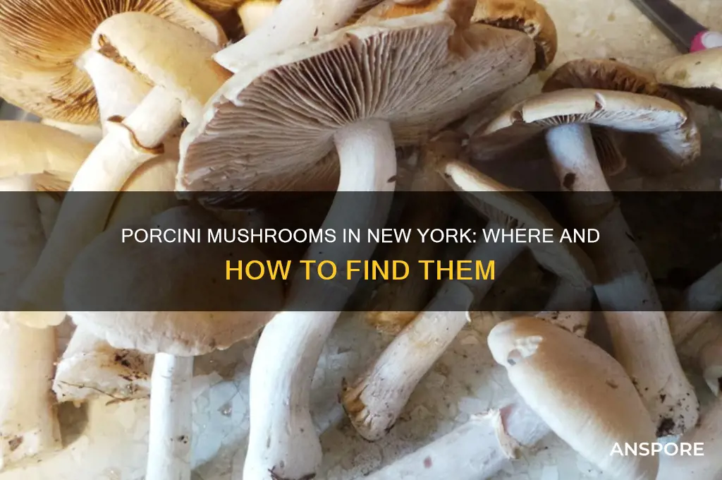 do porcini mushrooms grow in new york