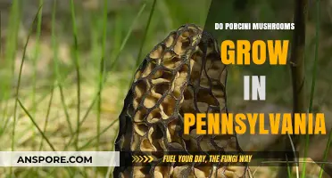 Exploring Pennsylvania's Forests: Do Porcini Mushrooms Thrive Here?