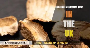 Porcini Mushrooms in the UK: Where and How They Thrive