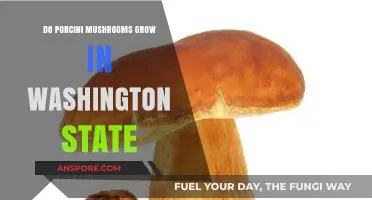 Porcini Mushrooms in Washington: A Forager's Guide to Local Growth