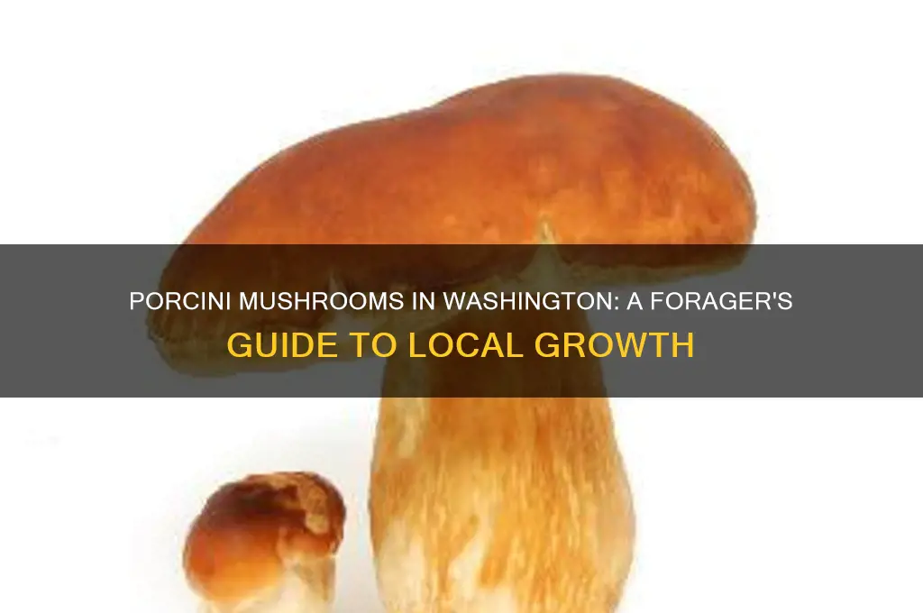 do porcini mushrooms grow in washington state