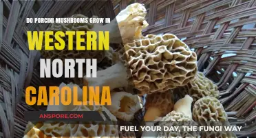 Porcini Mushrooms in Western North Carolina: A Forager's Guide