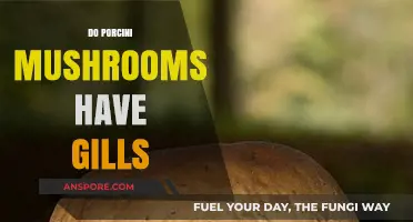 Porcini Mushrooms: Gills or Not?